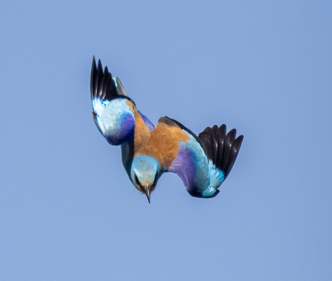 拿着佳能EOS R5 Mark II与RF100-500mm F4.5-7.1 L IS USM 镜头去新疆拍鸟